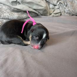 Willow (Pink collar) - Black tri-color female Australian Shepherd puppy in Okeechobee, Florida from Rothsolid Aussies