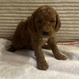 Jim - Red  male Goldendoodle puppy in Payson, Utah from Country Sky Doodles