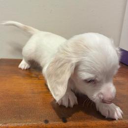 Fern - Piebald male Dachshund puppy in Dobson, North Carolina from Oakleys Dachshund Haven