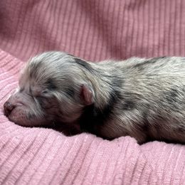 Belle - Blue merle female Pomeranian puppy in Birmingham, Alabama from Bama Pom Squad
