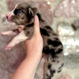 Valor - Blue merle male Australian Shepherd puppy in Kalamazoo County, Michigan from Loveland Kennels