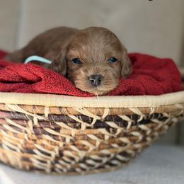 Remi - Red female Cockapoo puppy in Alexandria, Alabama from Bright and Beautiful Cockapoos and Doodles