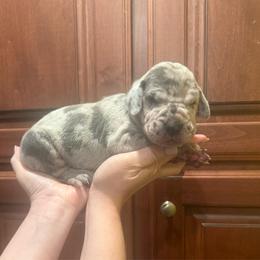 Yellow collar - Merle female Great Dane puppy in Ider, Alabama from Sand Mountain Danes LLC