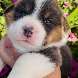 American Corgi and Pembroke Welsh Corgi Puppies from Folly Acres Corgis