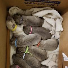 Chesapeake Bay Retriever and Great Dane Puppies from Desert Oasis Kennels