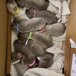 Chesapeake Bay Retriever and Great Dane Puppies from Desert Oasis Kennels