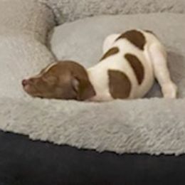 Rat Terriers from Kona's Golden Life Kennels