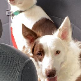 Border Collies from Dorothy's Border Collies