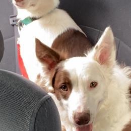 Border Collies from Dorothy's Border Collies