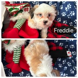 Freddie - White male Lhasa Apso puppy in Cincinnati, Ohio from Shangri-La Lhasa Apsos