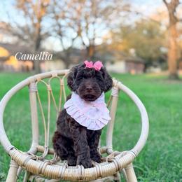 Camellia - Chocolate female Goldendoodle puppy in Dallas County, Texas from Dream A Little Doodle