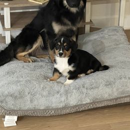 Pembroke Welsh Corgi Puppies from Lucky’s Corgis Veteran Owned