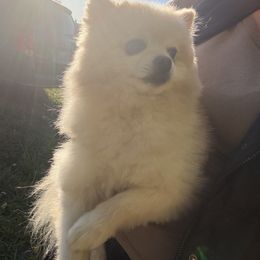 Pom Pom - Pomeranian