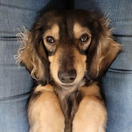 Arwen - Dachshund