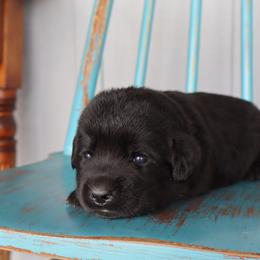 Graham - Black male Labrador Retriever puppy in Camden, Indiana from Camden's Caring Canines