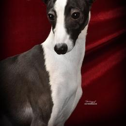 Pickles - Italian Greyhound