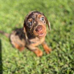 Emma - Dapple female Dachshund puppy in Anaheim, California from SoCal Mini Dachshunds