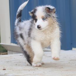 Isla - Blue merle female Australian Shepherd puppy in Mount Sterling, Ohio from Northern Lights Working Dogs