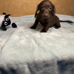 Goblin - Chocolate male Dachshund puppy in Norco, California from Norco dachshunds