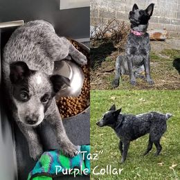 Australian Cattle Dog Puppies from Piney River Cattle Dogs