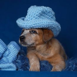 Australian Cattle Dog and Collie Puppies from Blackberry Hills