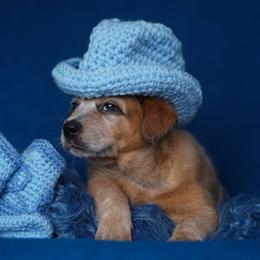 Australian Cattle Dog and Collie Puppies from Blackberry Hills