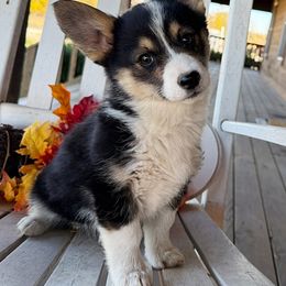 KC - Black and tan female Pembroke Welsh Corgi puppy in El Dorado Springs, Missouri from Trixie Dixie