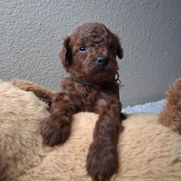 Colton - Red  male Poodle puppy in Hesperia, California from Sweetie Pie Poodles