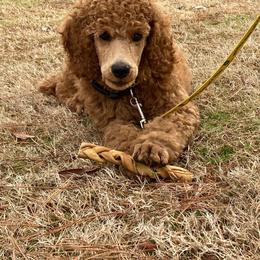 Goldendoodles, Irish Doodles, and Poodles from Ransone’s Ridge Runners Poodles and Doodles