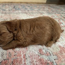 Goldendoodle Puppies from Hygge & Hound by McKenzie