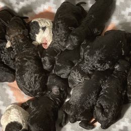 Goldendoodles from Magnolia Mike’s golden doodles
