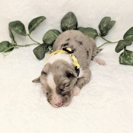 Yellow collar - Blue merle female Aussiedoodle puppy in Coulee City, Washington from Mr and Mrs Doodle Farm