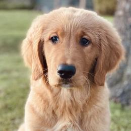 Golden Retriever Puppies from Washington Lakeside Goldens
