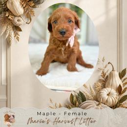 Maple - Red  female Goldendoodle puppy in Norcross, Georgia from Teddy Puppies