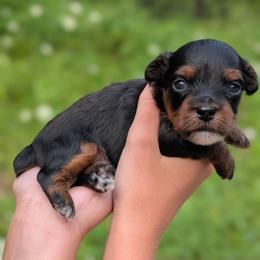 Tuesday - Black and tan male Yorkipoo puppy in Coshocton, Ohio from Forever Family Puppies