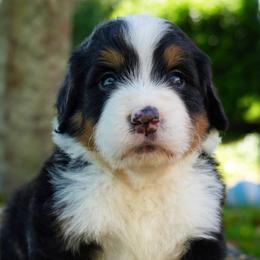 Pierre - Tri-color male Bernedoodle puppy in Folsom, Louisiana from DoodlesFarmCo