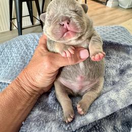 Orange collar KNOX - Tricolors male French Bulldog puppy in North Port, Florida from Shoreline Bulldogs