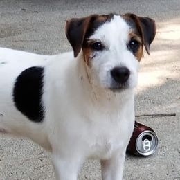 Jack Russell Terriers from Tuckers Acre Terriers