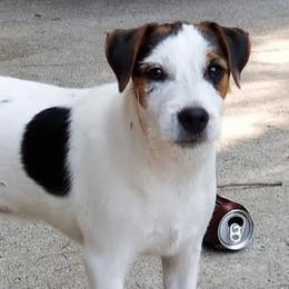 Jack Russell Terriers from Tuckers Acre Terriers