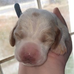 Blue collar - Lemon and white male Basset Hound puppy in Callao, Virginia from Walk The Line Basset Hounds