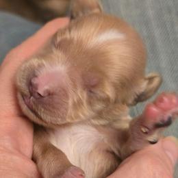 Purple - Apricot female Goldendoodle puppy in Neillsville, Wisconsin from Granton Creek