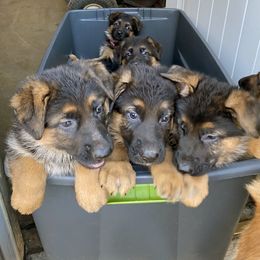 German Shepherd Puppies from vom Sippel Shepherds