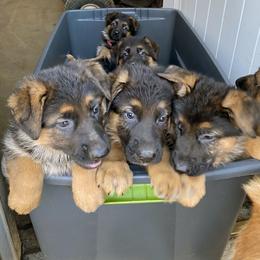 German Shepherd Puppies from vom Sippel Shepherds