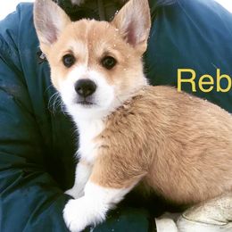 Pembroke Welsh Corgi Puppies from Country Rubys