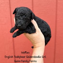 Waffles English Teddbear - Black female Goldendoodle puppy in Grove, Oklahoma from Guinn Family Farms