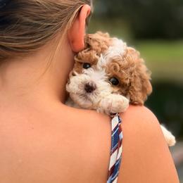 Maple - Red female Cavapoo puppy in Somerset, Kentucky from Hilltop Doodles KY LLC