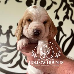 Paisley - Lemon and white female Basset Hound puppy in Richmond, Kentucky from Walters Hollow Hounds