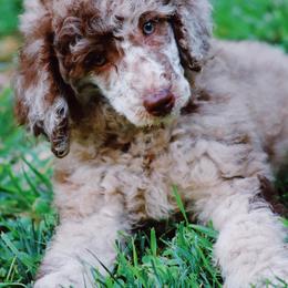 Australian Labradoodle and Poodle Puppies from Hunter Farm