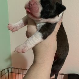 Boxer Puppies from Von Royal Dell'Infinite Deutscher