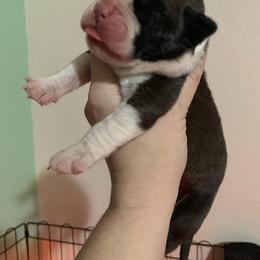 Boxer Puppies from Von Royal Dell'Infinite Deutscher